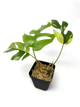 Load image into Gallery viewer, Rhaphidophora Tetrasperma Variegated