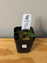 Load image into Gallery viewer, 36. Hoya Thomsonii Splash