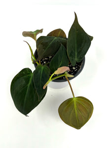 Philodendron Hederaceum ‘Micans’