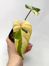 Load image into Gallery viewer, Philodendron Gloriosum Variegated A