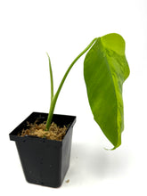 Load image into Gallery viewer, Monstera Deliciosa Aurea Variegated B