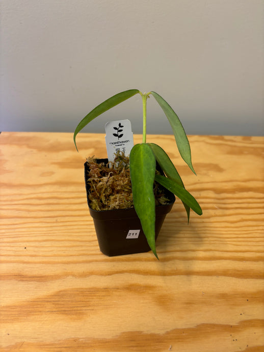 211. Hoya Burmanica