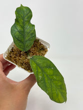 Load image into Gallery viewer, Hoya Clemensiorum cv. Lira