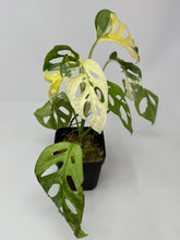 Load image into Gallery viewer, Monstera Adansonii Variegated B