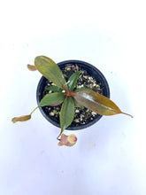 Load image into Gallery viewer, Nepenthes Dyeriana