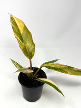Load image into Gallery viewer, Philodendron Caramel Marble 4”