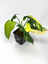 Load image into Gallery viewer, Philodendron Bipennifolium Violin Variegated H