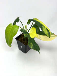 Philodendron Bipennifolium Violin Variegated H