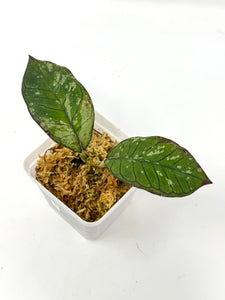 Hoya Gunung Gading Silver Ghost F