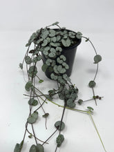 Load image into Gallery viewer, Ceropegia Woodii 'Silver Glory'