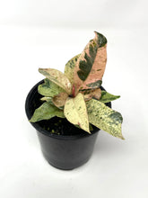 Load image into Gallery viewer, Ficus Shivereana Moonshine (Ships within Canada only)