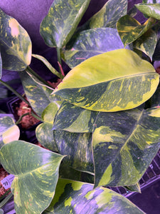 Philodendron Green Congo Variegated