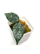 Load image into Gallery viewer, Hoya Caudata Silver Ghost