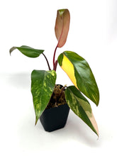 Load image into Gallery viewer, Philodendron Strawberry Shake