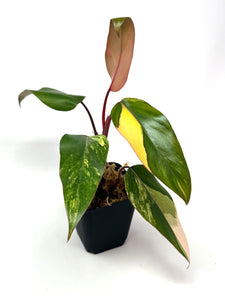 Philodendron Strawberry Shake