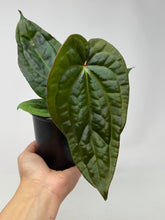 Load image into Gallery viewer, Anthurium Luxurians Dark Form