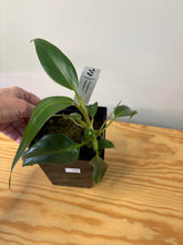 Load image into Gallery viewer, 153. Philodendron Mexicanum