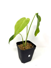 Load image into Gallery viewer, Monstera Deliciosa Aurea Variegated B