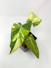Load image into Gallery viewer, Philodendron Gloriosum Variegated A