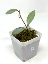 Load image into Gallery viewer, Hoya Wilbur Graves Silver G