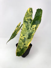 Load image into Gallery viewer, Philodendron Billietiae Variegated D