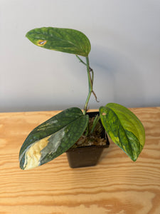 166. Monstera Peru Variegated