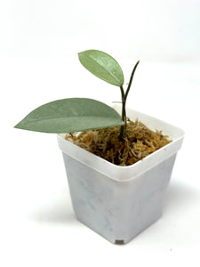 Hoya Wilbur Graves Silver A