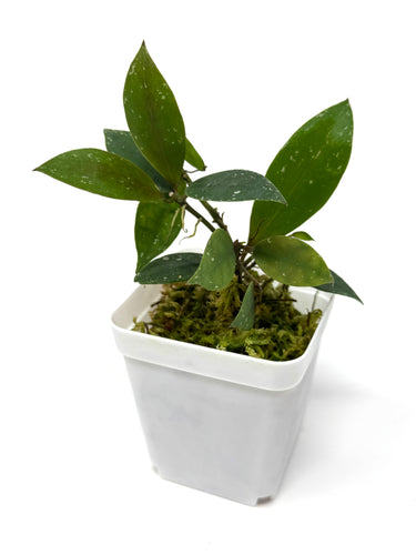 Hoya Walliniana UT-152