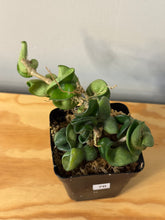 Load image into Gallery viewer, 76. Hoya Carnosa Compacta