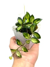 Load image into Gallery viewer, Hoya Lacunosa Tricolor ‘Bruno’