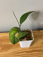 Load image into Gallery viewer, 44. Hoya Meredithii