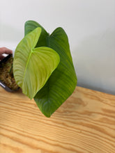Load image into Gallery viewer, 119. Philodendron Tenue