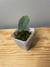 Load image into Gallery viewer, 181. Hoya Carnosa Grey Ghost