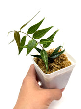 Load image into Gallery viewer, Hoya Leucantha