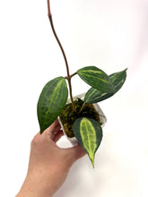 Load image into Gallery viewer, Hoya Macrophylla ‘Pot of Gold’
