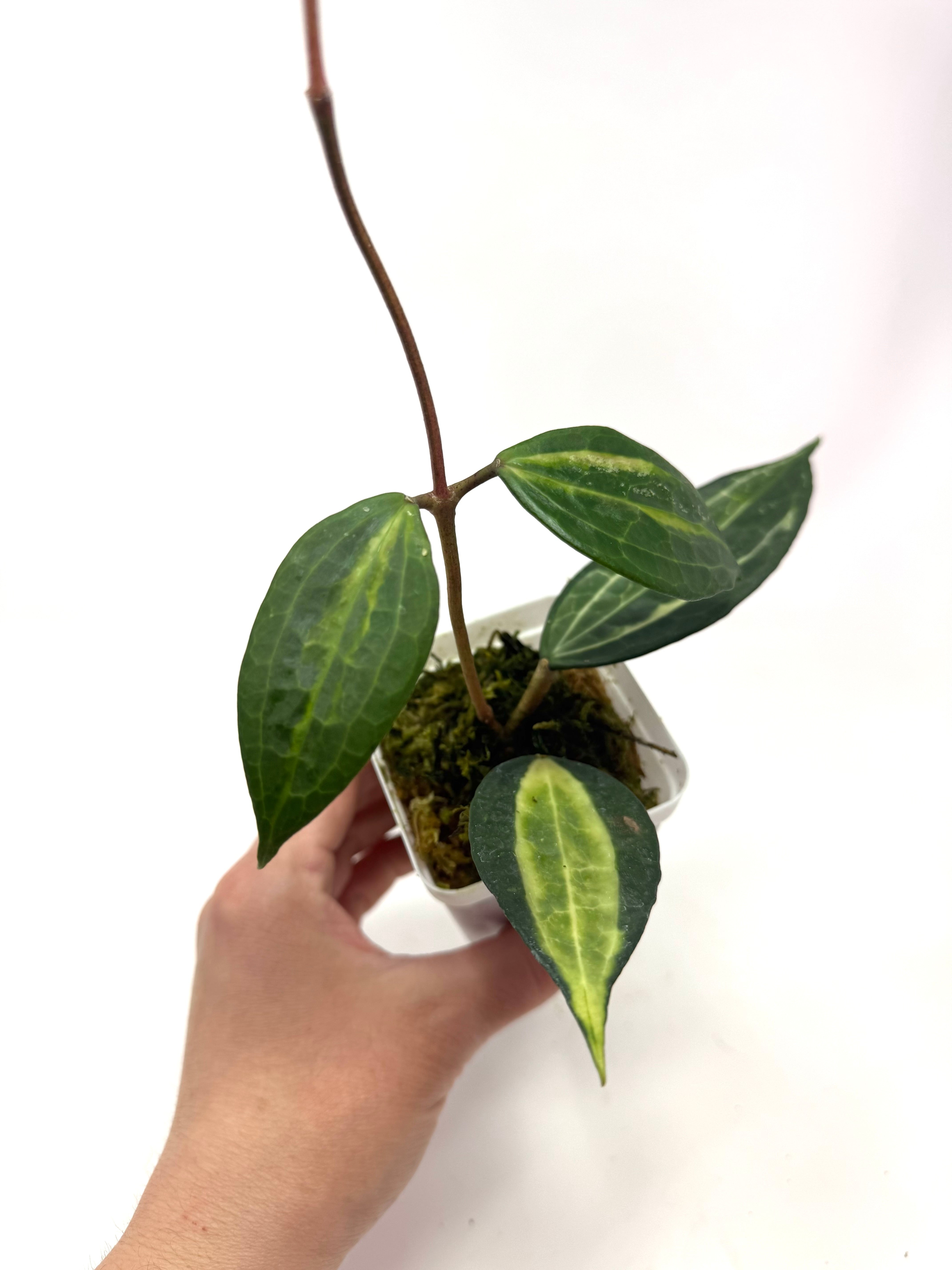 Hoya Macrophylla 'Pot of Gold' – Planthaven Toronto