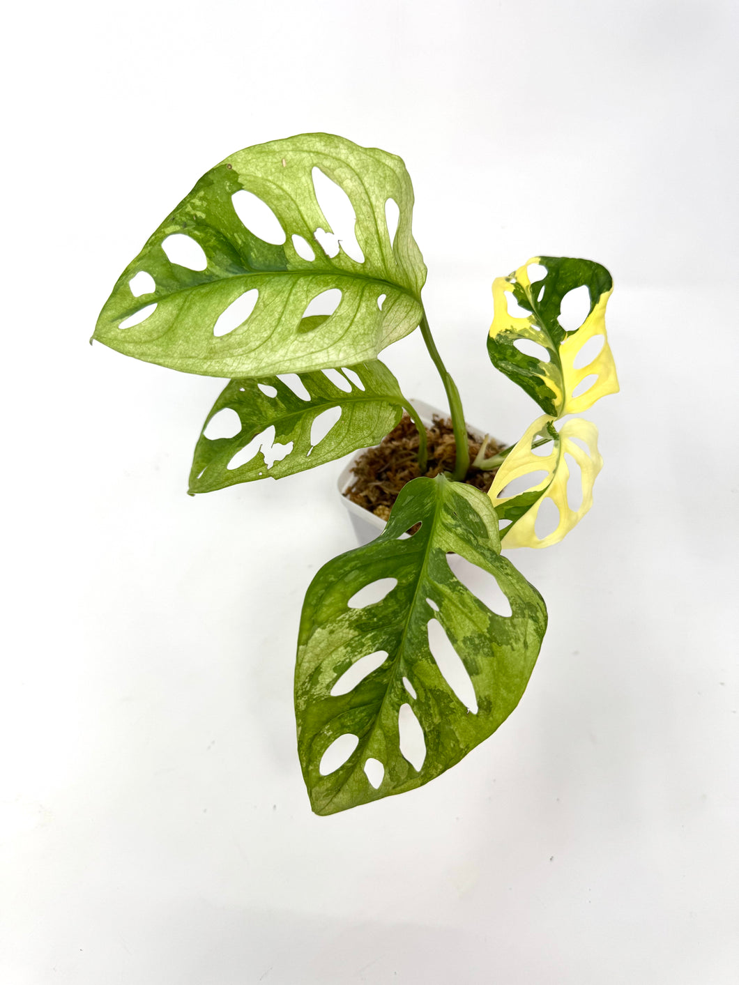 Monstera Adansonii Variegated A