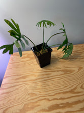 Load image into Gallery viewer, 67. Philodendron Mayoi