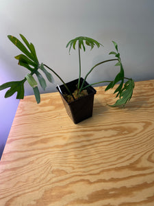 67. Philodendron Mayoi