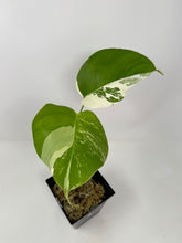 Load image into Gallery viewer, Monstera Deliciosa Albo Variegated L