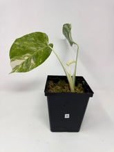 Load image into Gallery viewer, Monstera Deliciosa Albo Variegated K