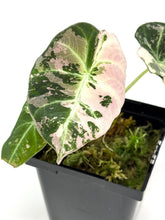 Load image into Gallery viewer, Alocasia Black Velvet Variegated B