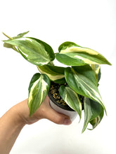 Load image into Gallery viewer, Philodendron ‘Rio’