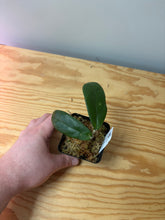 Load image into Gallery viewer, 50. Hoya Forbesii