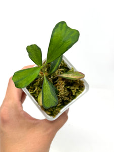 Hoya Manipurensis Variegated C