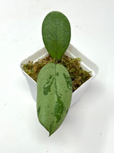 Load image into Gallery viewer, Hoya Meena Silver (H. Crassipetiolata Splash x H. 'Michele') C