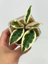 Load image into Gallery viewer, Hoya Carnosa Suzie Q