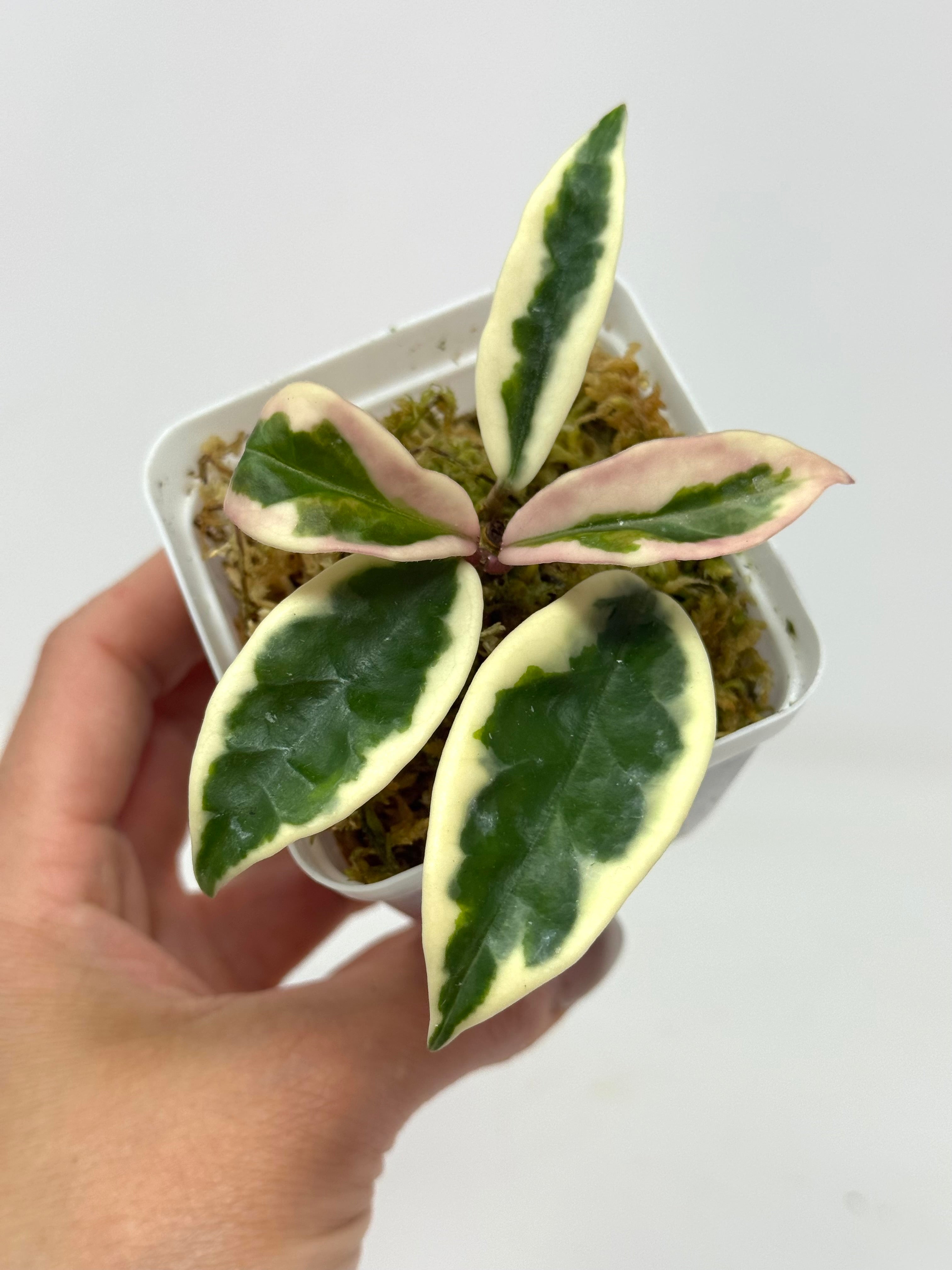 Hoya Carnosa Suzie Q – Planthaven Toronto