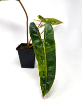 Load image into Gallery viewer, Philodendron Billietiae Variegated A