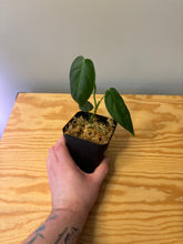 Load image into Gallery viewer, 191. Philodendron Sharoniae